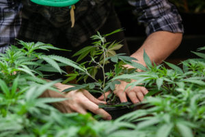 farmer planting his marijuana crop - marijuana legalization - growing weed - cannibis
