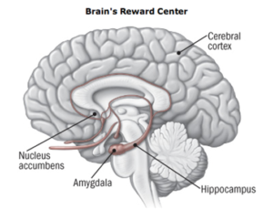 DIAGRAM OF THE BRAIN AREAS AFFECTED BY ADDICTION TO DRUGS OR ALCOHOL