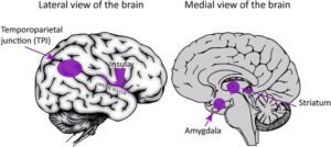 insula, striatum, addiction, recovery, brain, neuroscience, neurology, recovery answers