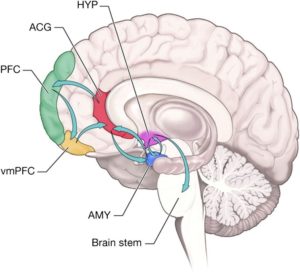 brain, recovery, addiction, neuroscience, neurology, prefrontal cortex, anterior cingulate cortex
