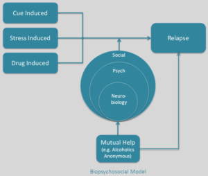 research from Dr. John F. Kelly on bioilogical psychological and neurological factors that lead to addiction relapse