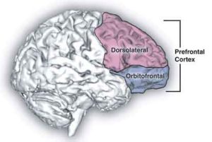 Human brain in addiction recovery The dorsolateral prefontal cortex (DLPFC)