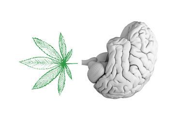 study comparing the brain images of adolescents over time FOR MARIJUANA USE DISORDER AND ADDICTION