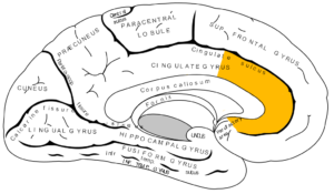 Image of the human brain and areas affected by addiction